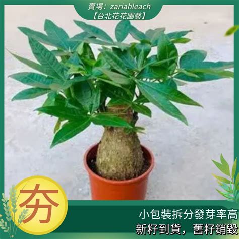 招財樹發財樹開花|發財樹種植｜什麼是發財樹？10 個發財樹種植技 